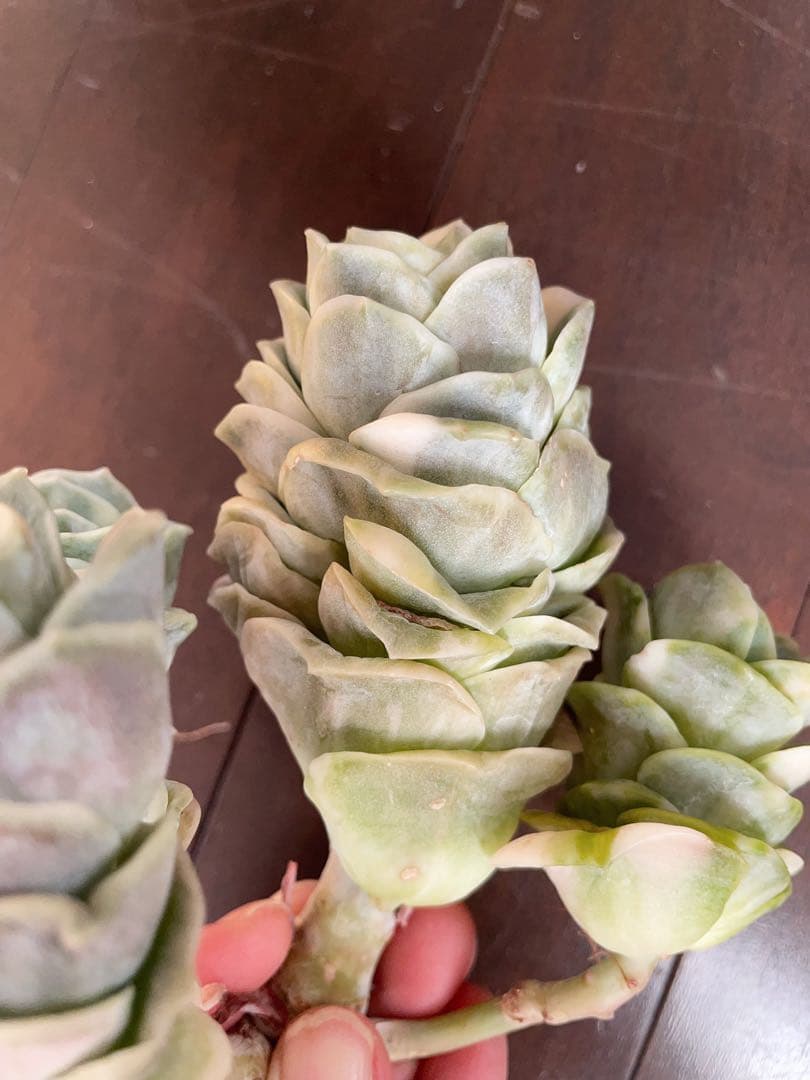 ラブリーローズ錦　古株群苗　 白斑入り　レア　エケベリア 多肉植物　三頭美斑入り