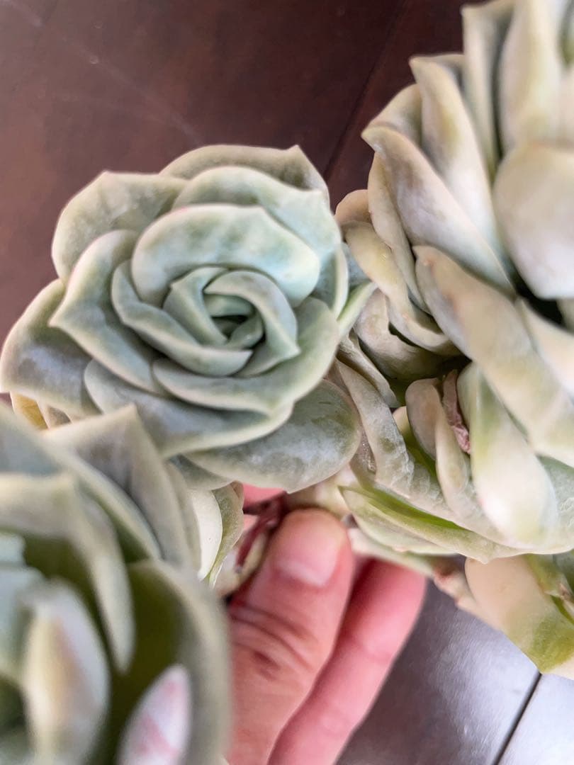 ラブリーローズ錦　古株群苗　 白斑入り　レア　エケベリア 多肉植物　三頭美斑入り