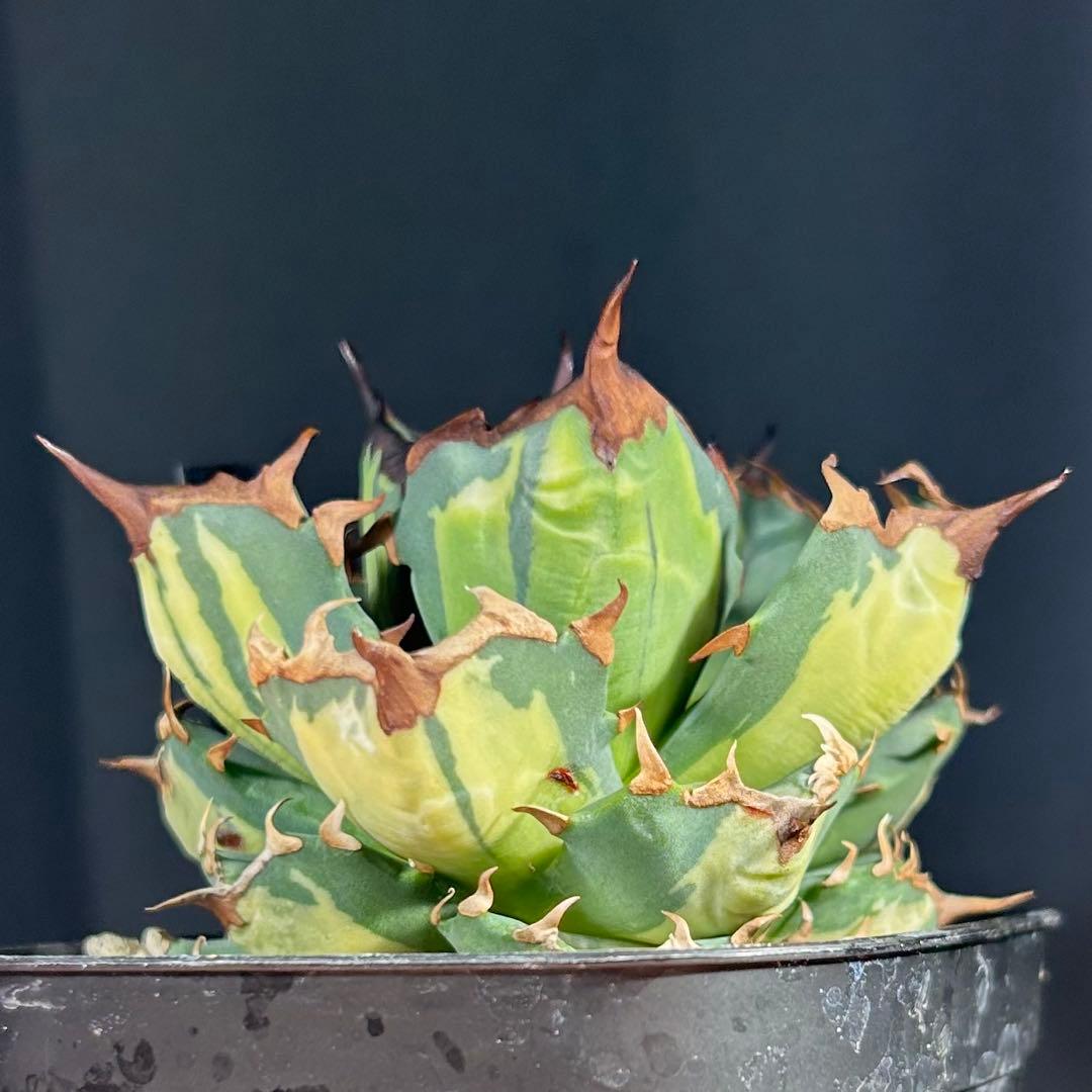 【美発色】アガベ チタノタ 姫厳龍 白縞斑 美株コンパクト