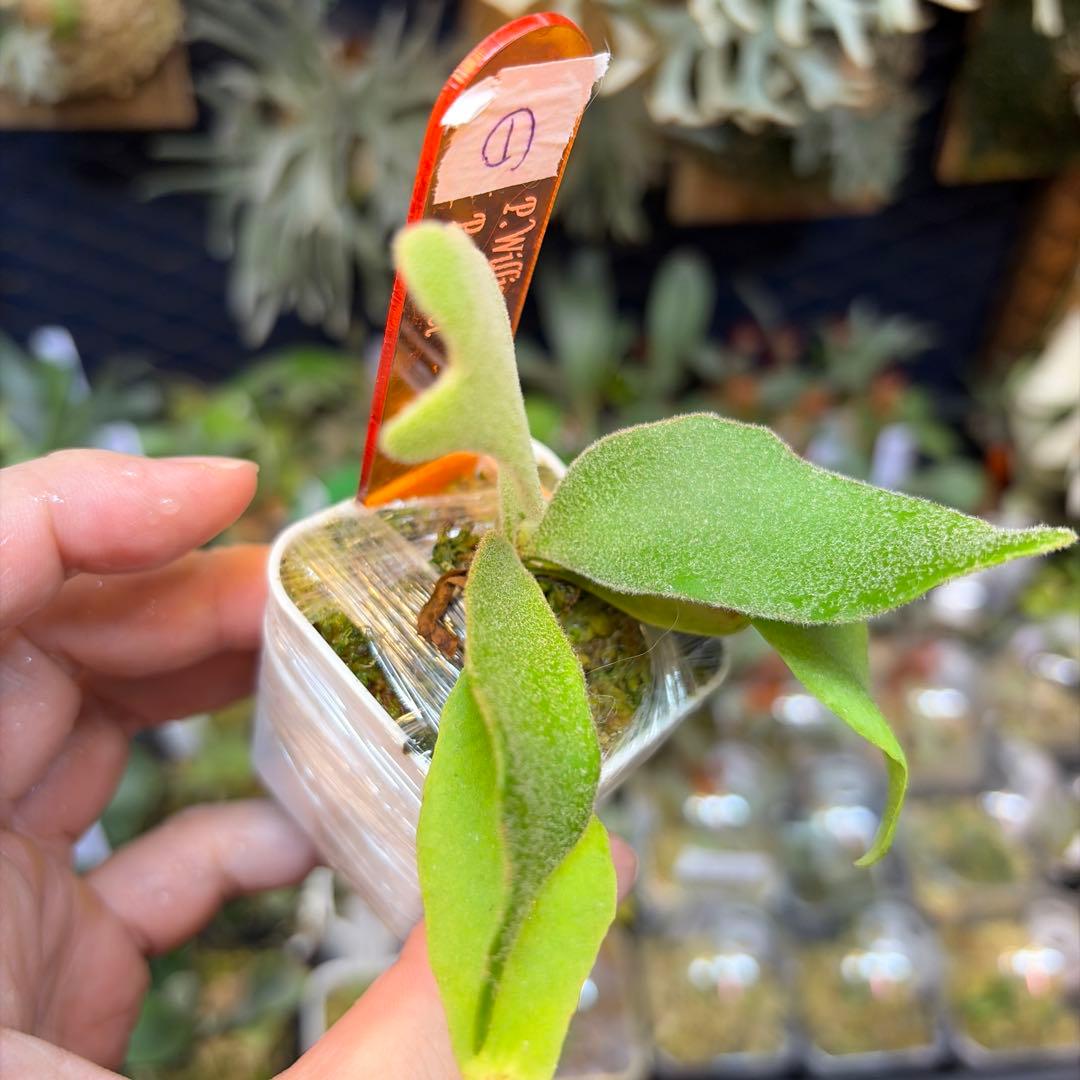 willinckii Bacteria×Ferret①