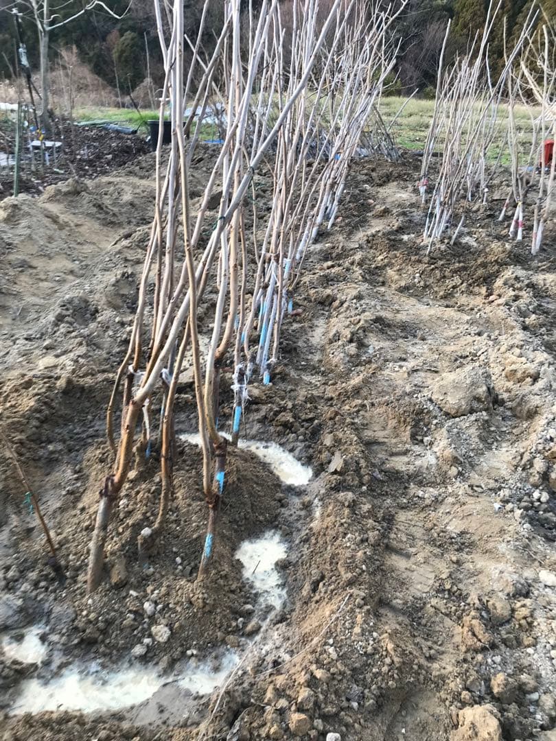 ピーカンナッツ　接木地堀苗　CLS-61