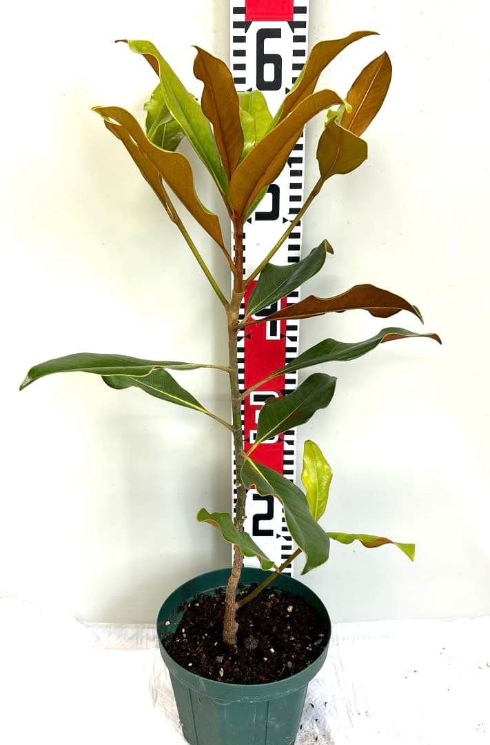 36.ケイパレス マグノリア 泰山木 タイサンボク 苗 苗木 小型品種