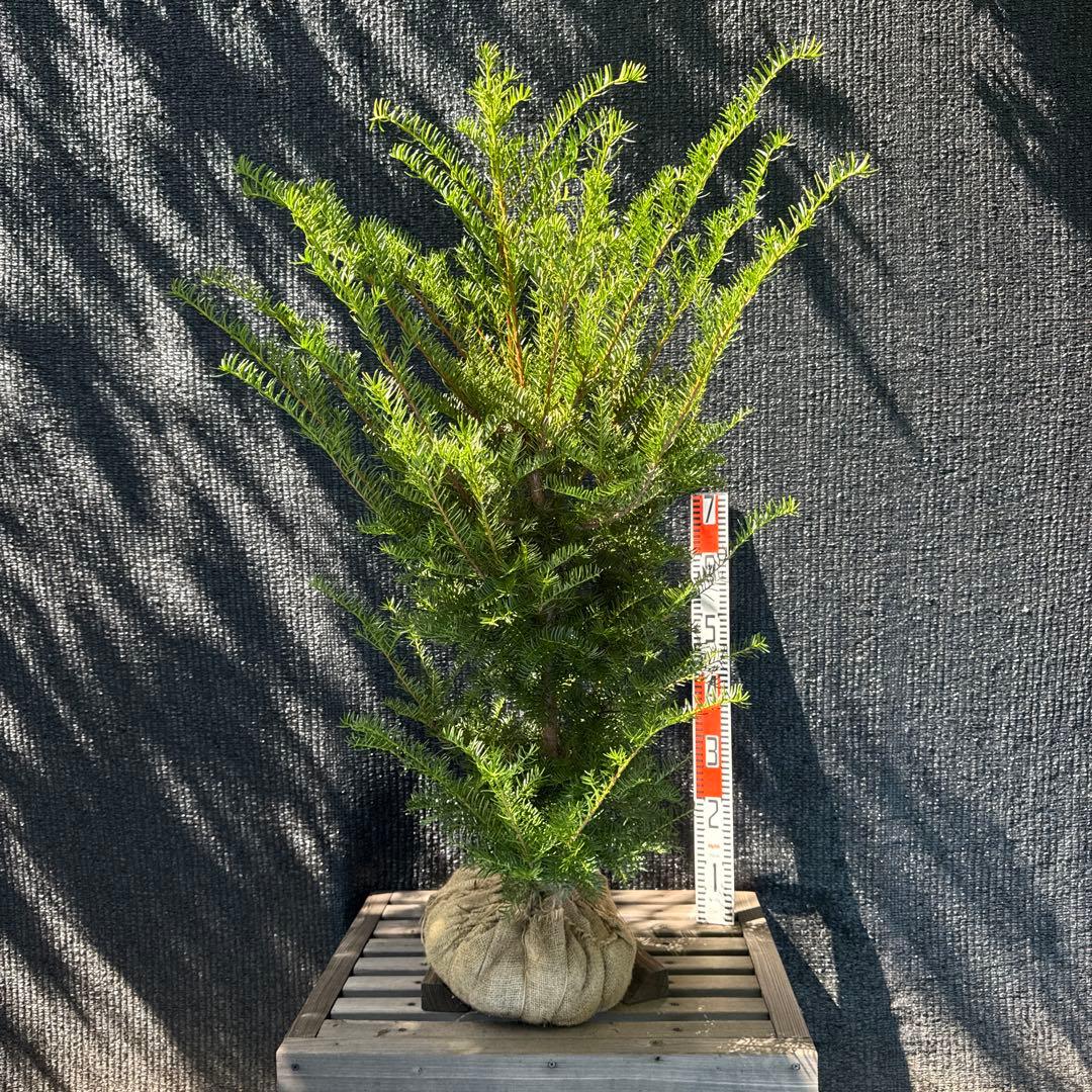 イチイ　アララギ　【品番3403】