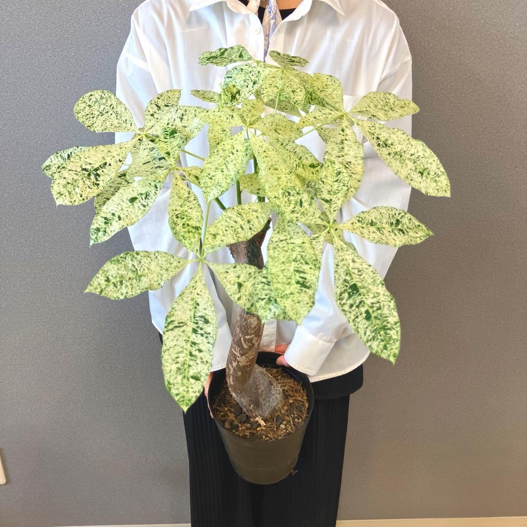 超希少❗️白勝❗️パキラ　ミルキーウェイ　接木✨