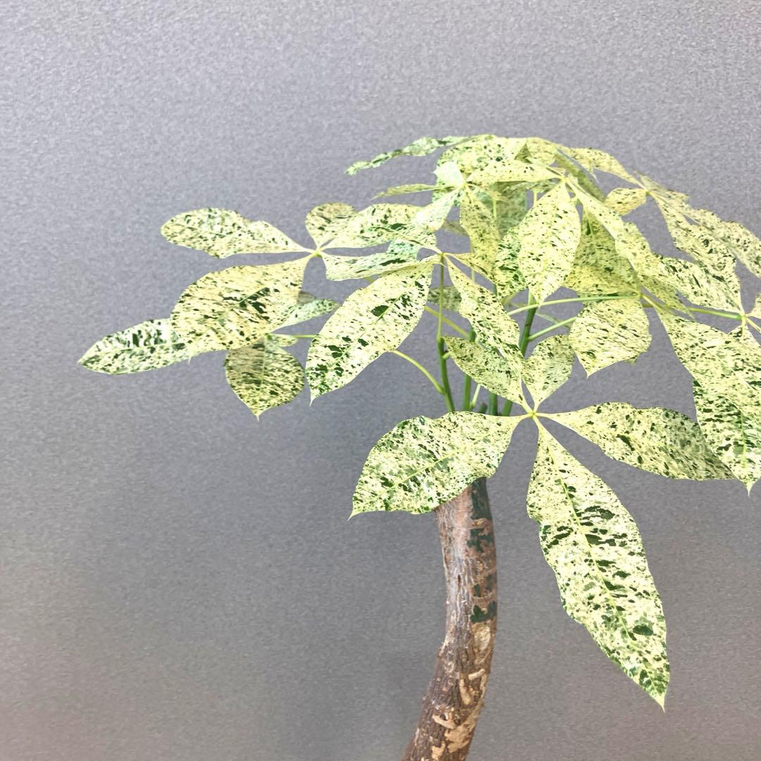 超希少❗️白勝❗️パキラ　ミルキーウェイ　接木✨