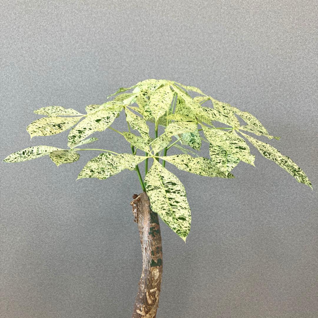 超希少❗️白勝❗️パキラ　ミルキーウェイ　接木✨