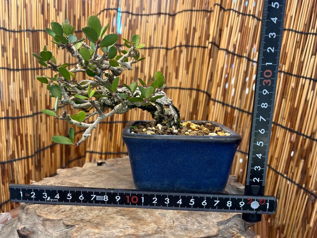 ✨✨✨オキナワハリツリマサキ【◎良品素材】検/ハート実♪happyセール♪