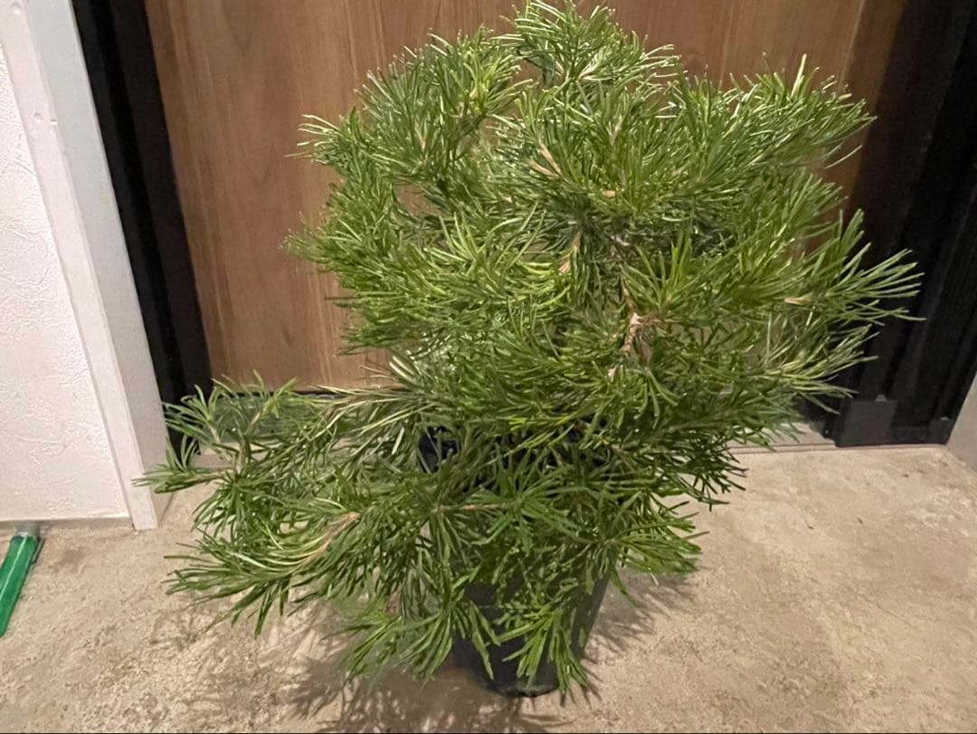 超美株　バンクシア　バースデーキャンドル　W約43cm