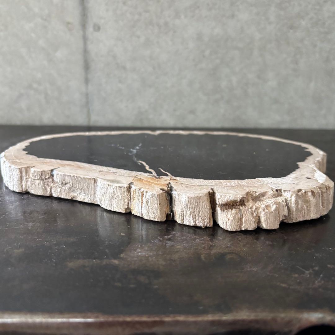 珪化木 木化石 フォッシルプレート C ペトリファイドウッド インテリア