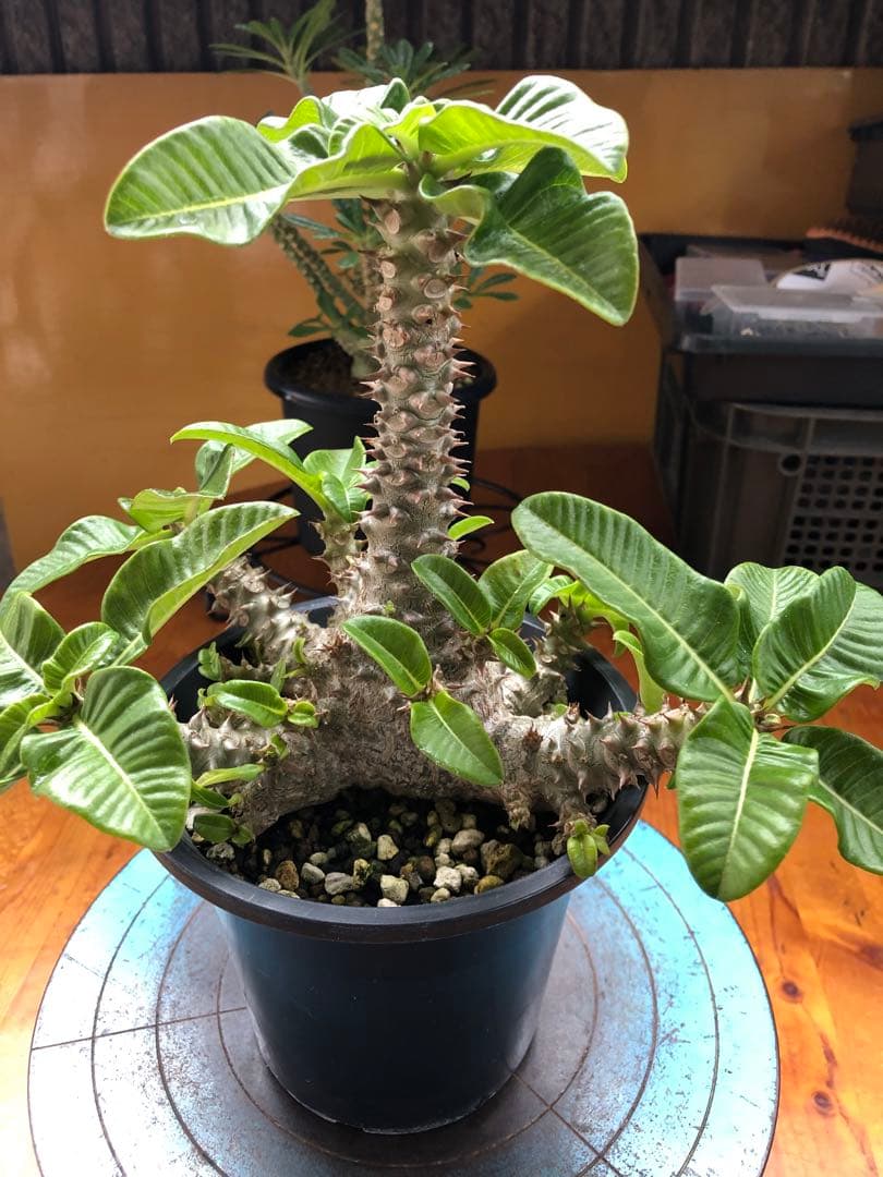 パキポディウム　ウィンゾリー　国内実生株　③