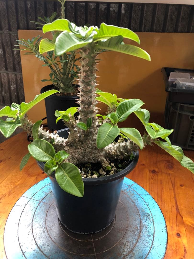 パキポディウム　ウィンゾリー　国内実生株　③