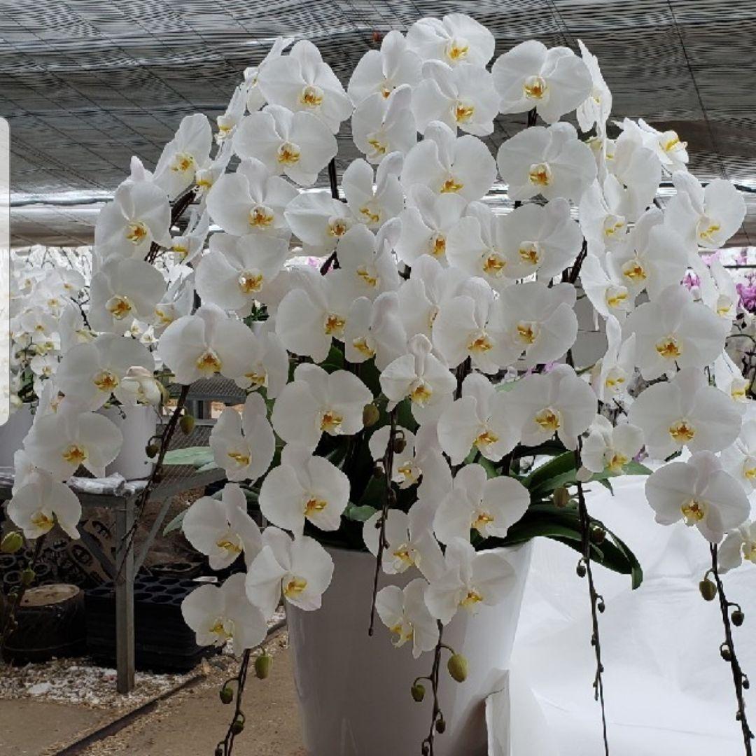 胡蝶蘭、生花　特注特大　8本立ち