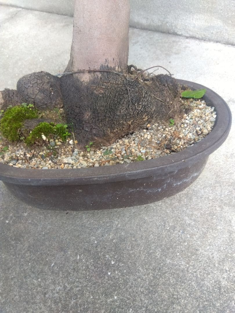 サザンカ　山茶花　盆栽　11号陶器鉢　幹太❗　①