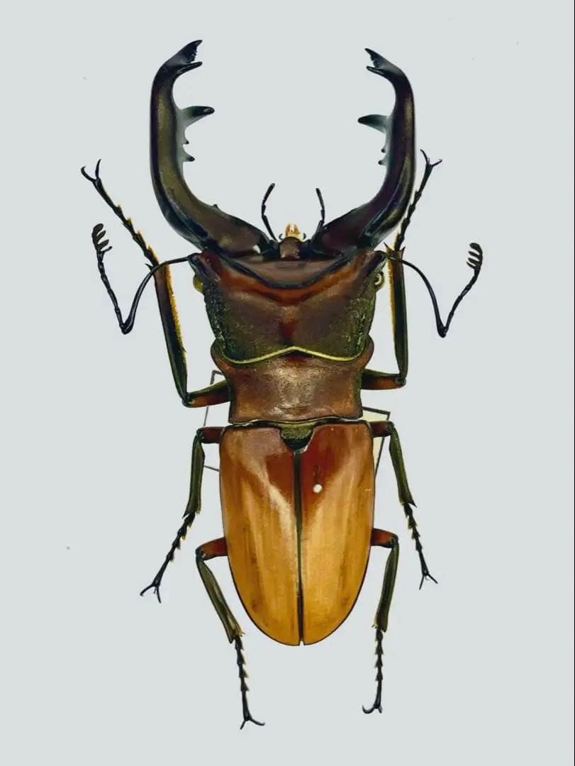 アラガールホソアカクワガタ標本