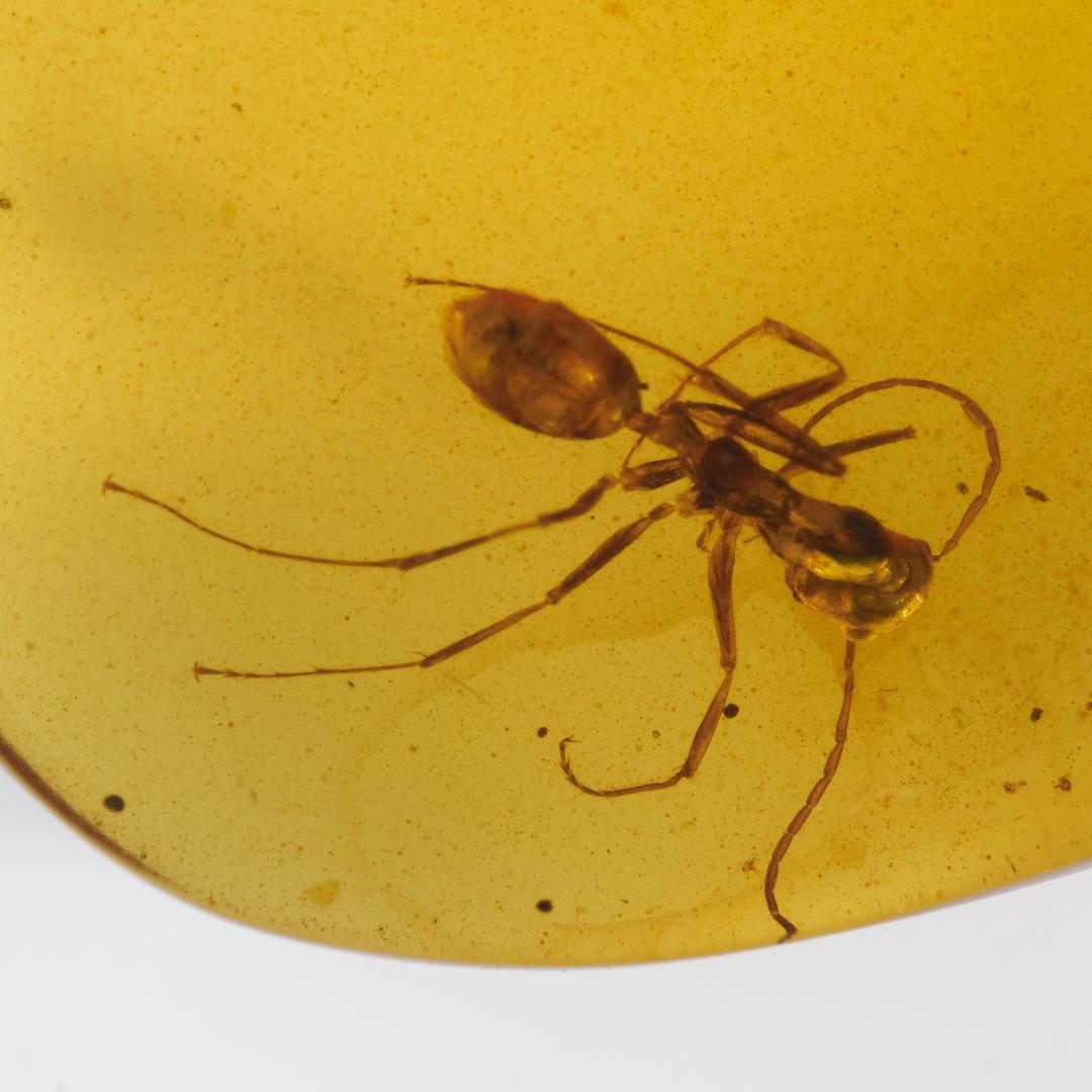 レア極上品 PA111虫入り琥珀化石　ミャンマーカムティかタナイ9900万年前