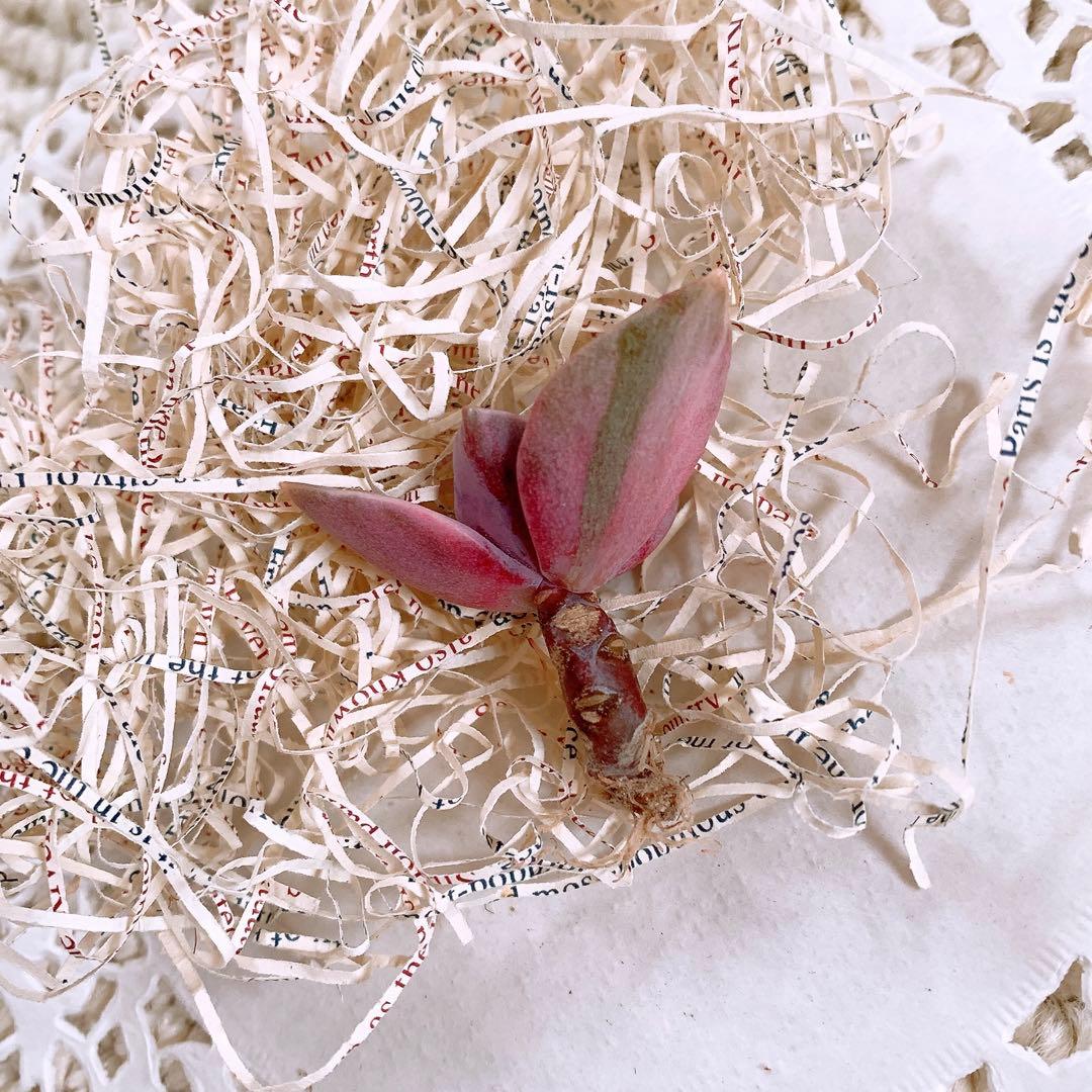 ☆ちび様☆専用です