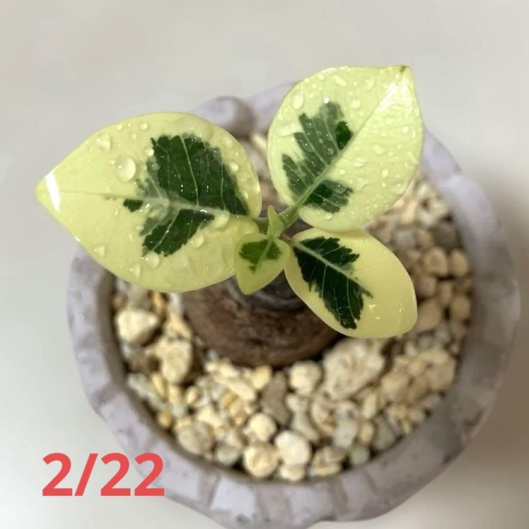 パンダガジュマル　斑入り　接木株