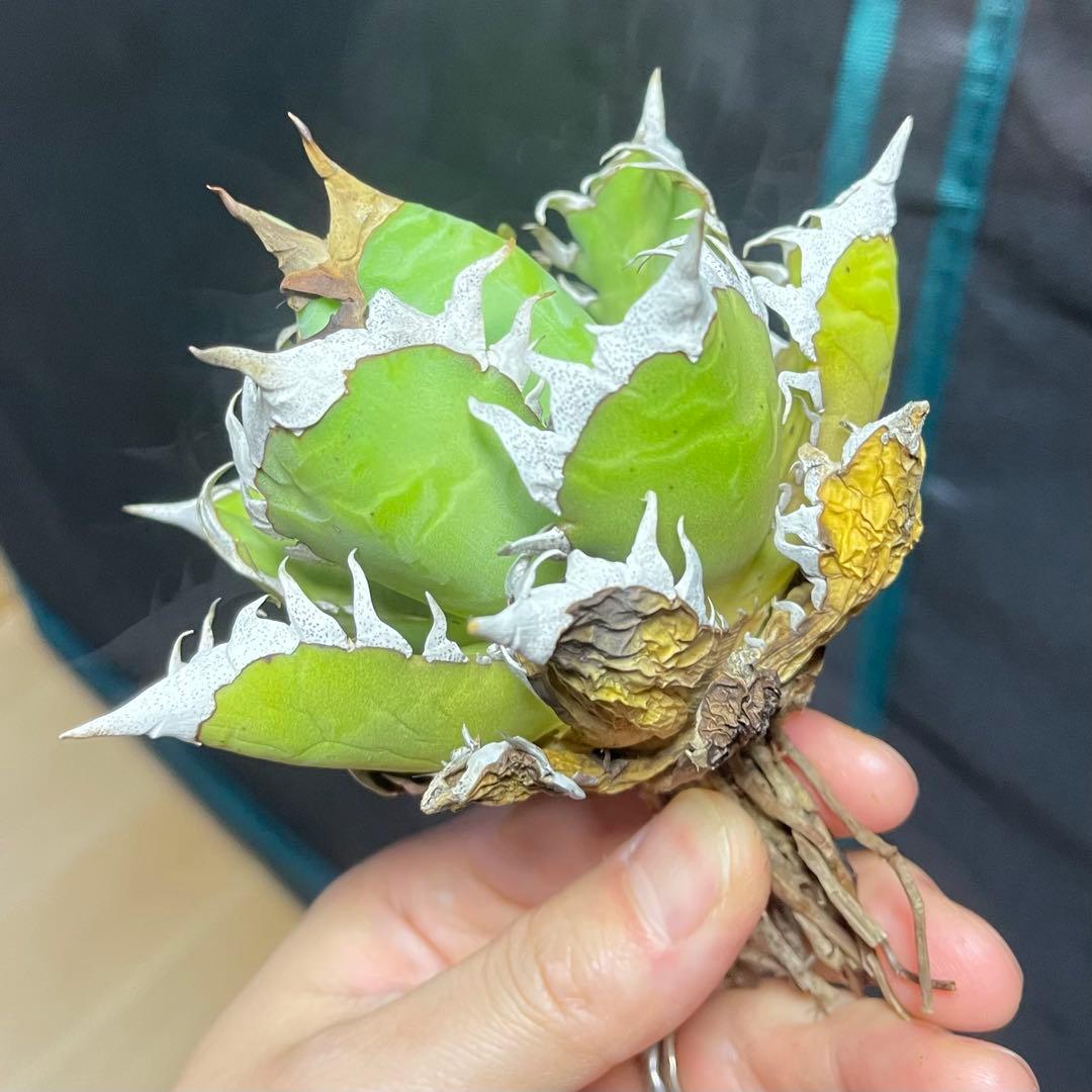 アガベ 赤猫 ドラゴンアガベ　Doragon agave