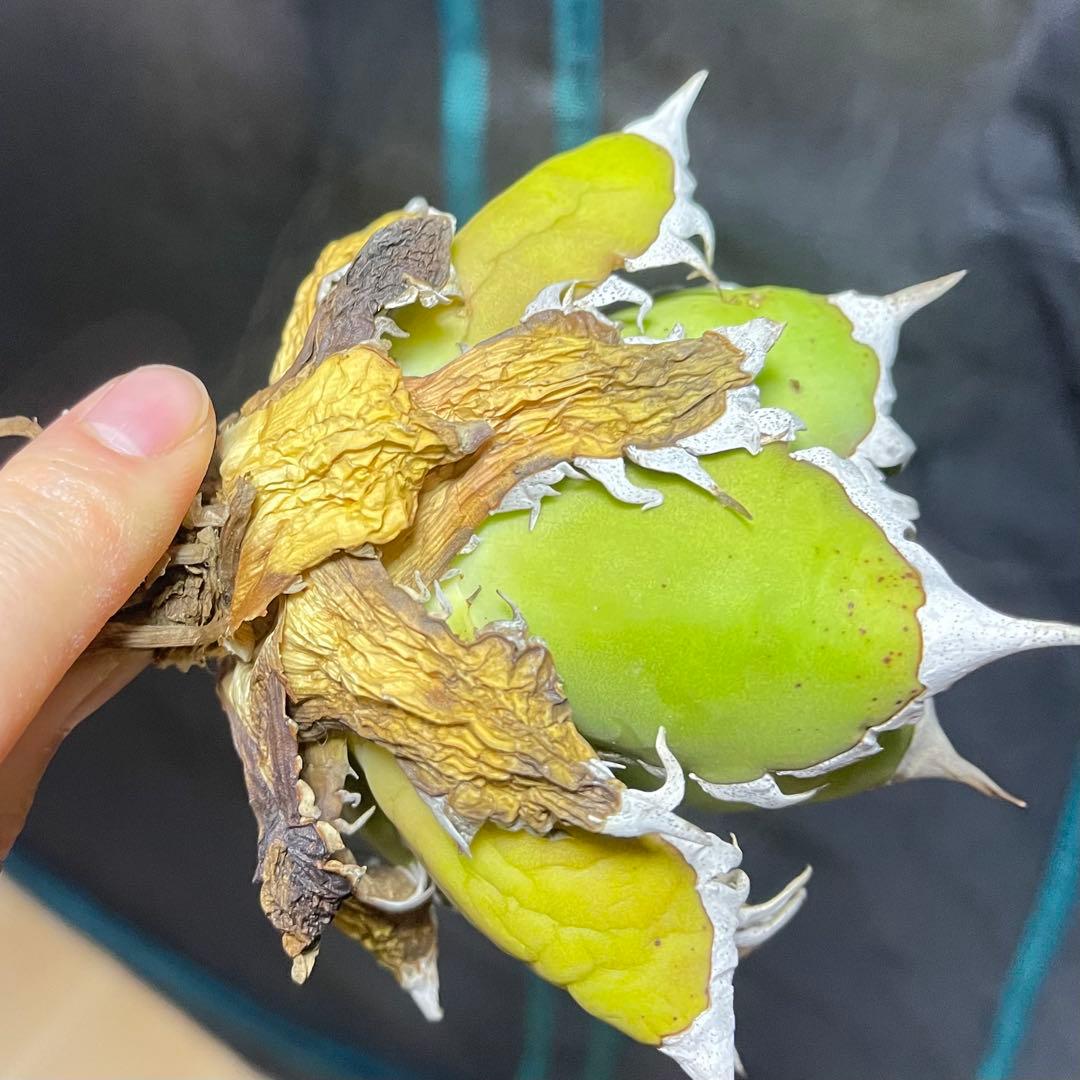 アガベ 赤猫 ドラゴンアガベ　Doragon agave