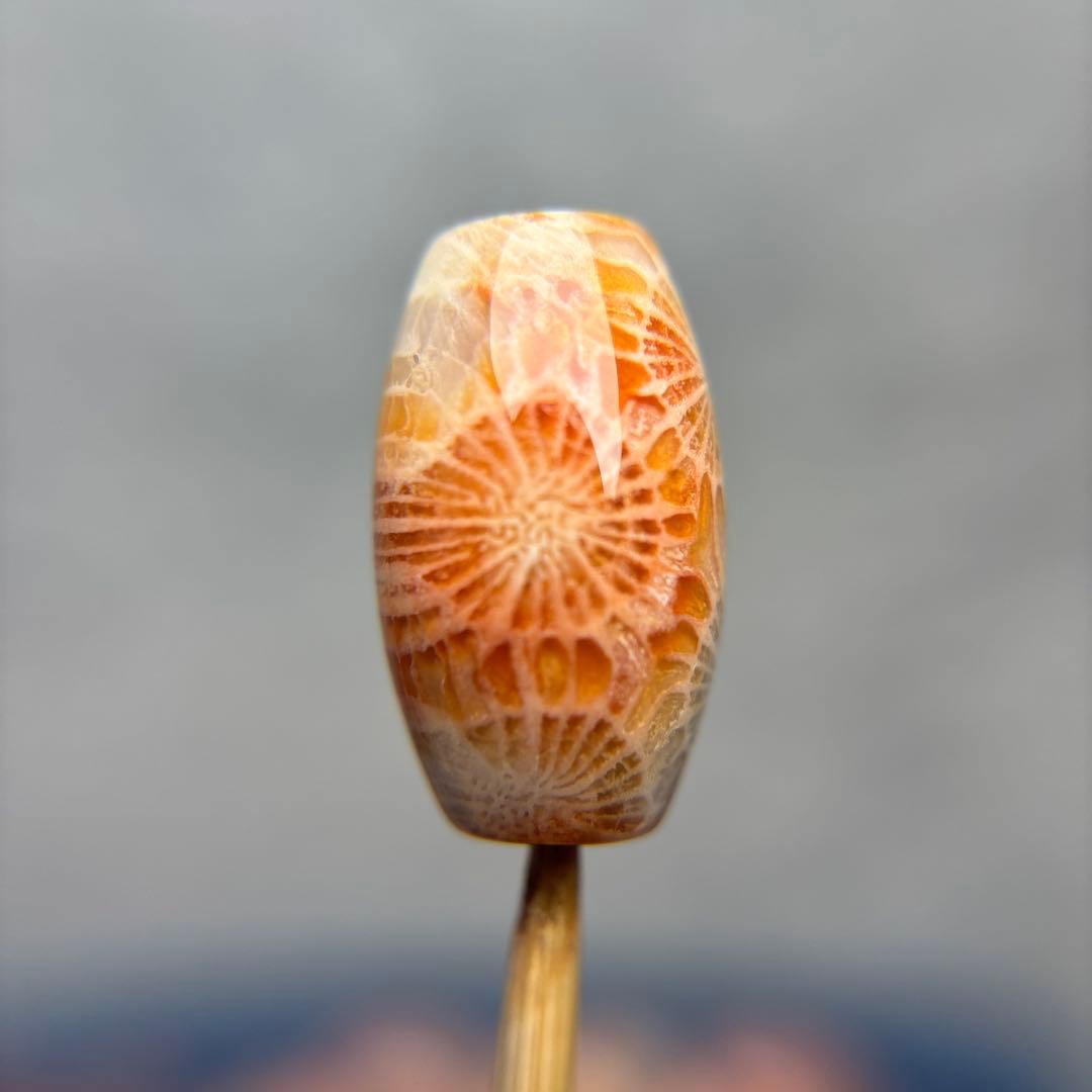 もんちゃんフォッシルコーラル　天珠　1-288