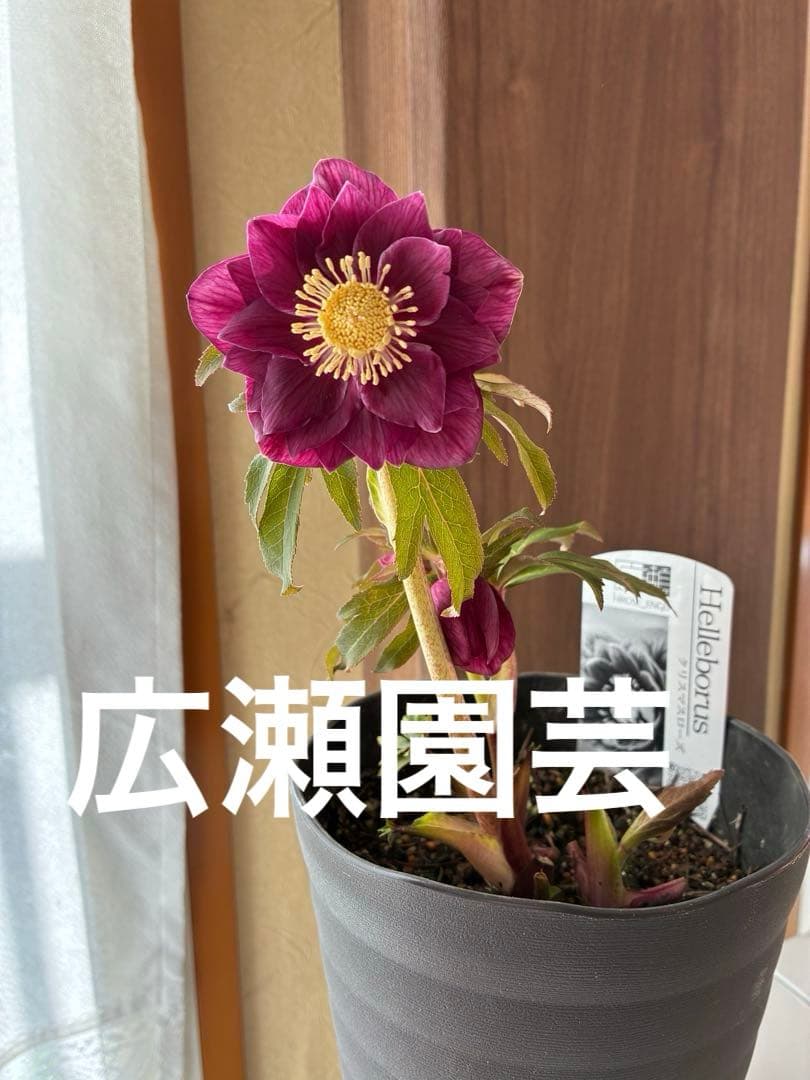 ♡広瀬園芸♡ DDワイン　オーレア