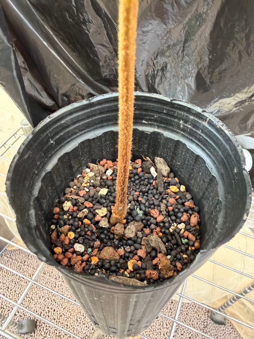 限定1株 クプアス苗 Theobroma grandiflorum