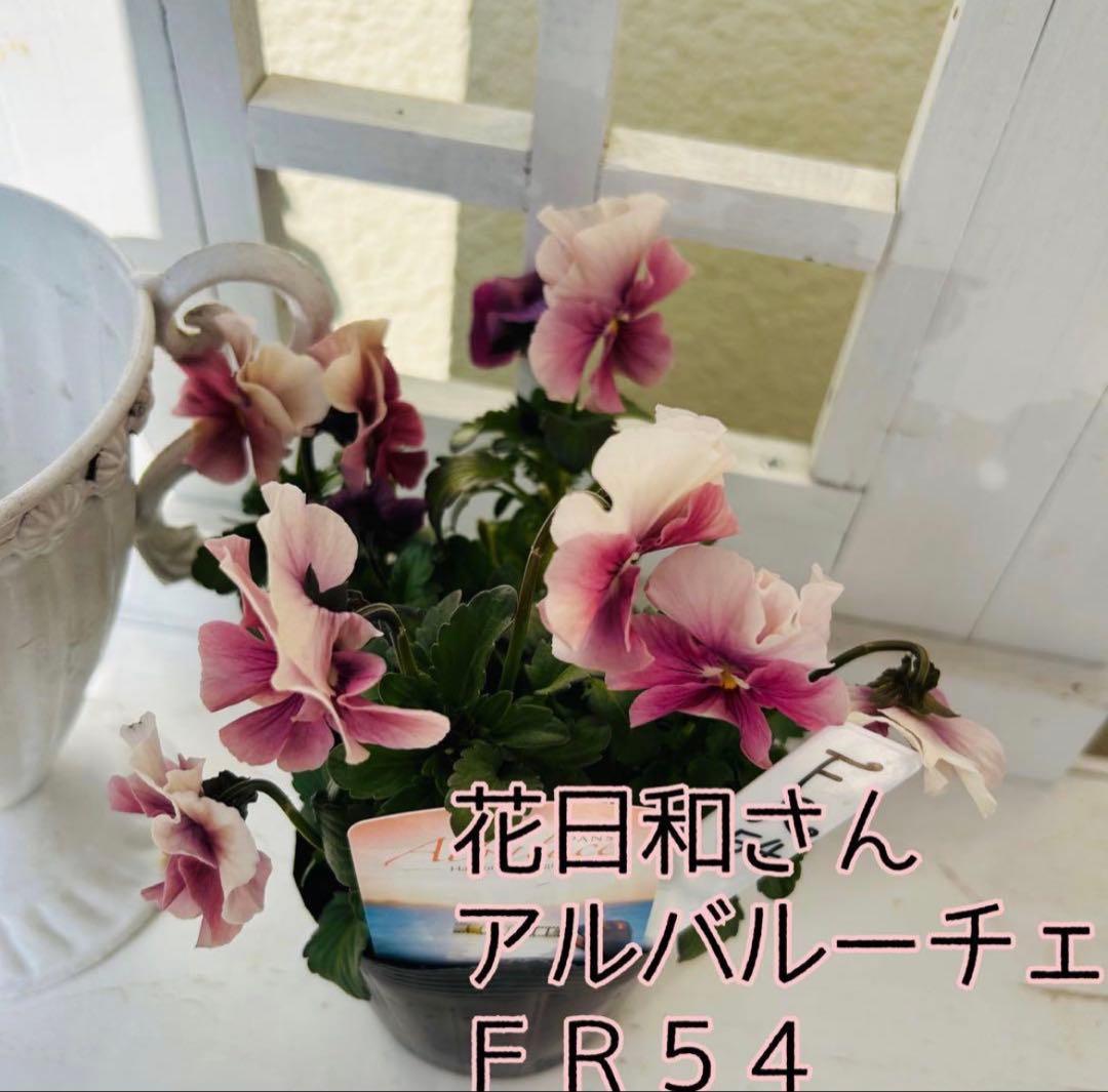 ともさま　✼••セール中••✼ＲＡ７３♥サトウ園芸　ローブドゥアントワネット