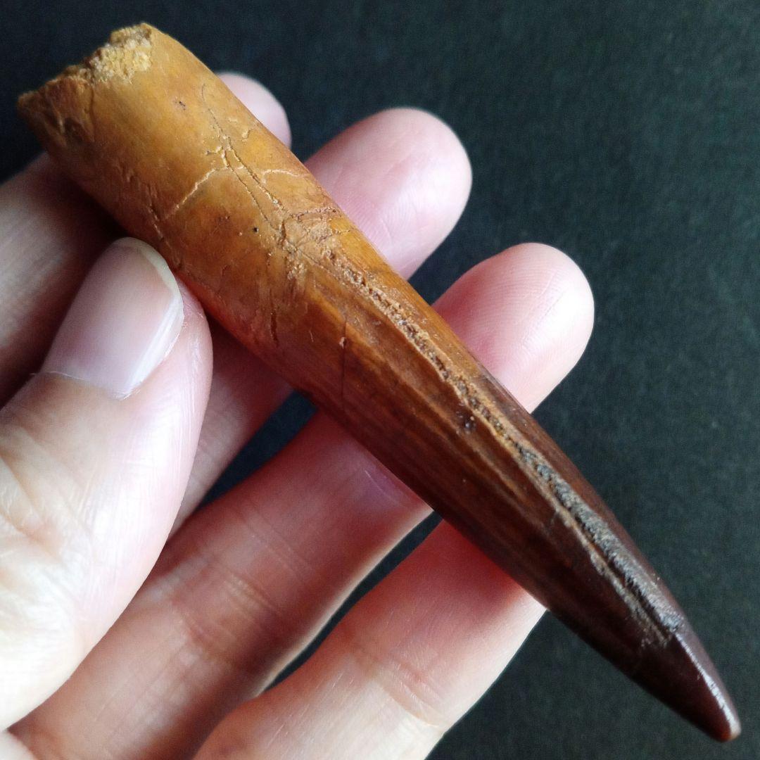 恐竜　スピノサウルス　歯化石　特大　美麗　７９mm