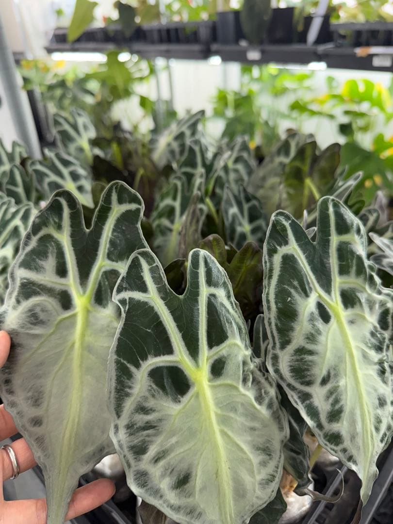 アロカシア ヴェノム Alocasia 'Venom' s50、m50