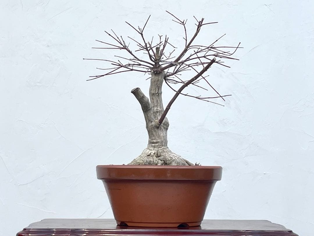 三河盆栽　デショウジョウ　出猩々　人気品種　赤系紅葉　モミジ　紅葉　根張り　素材