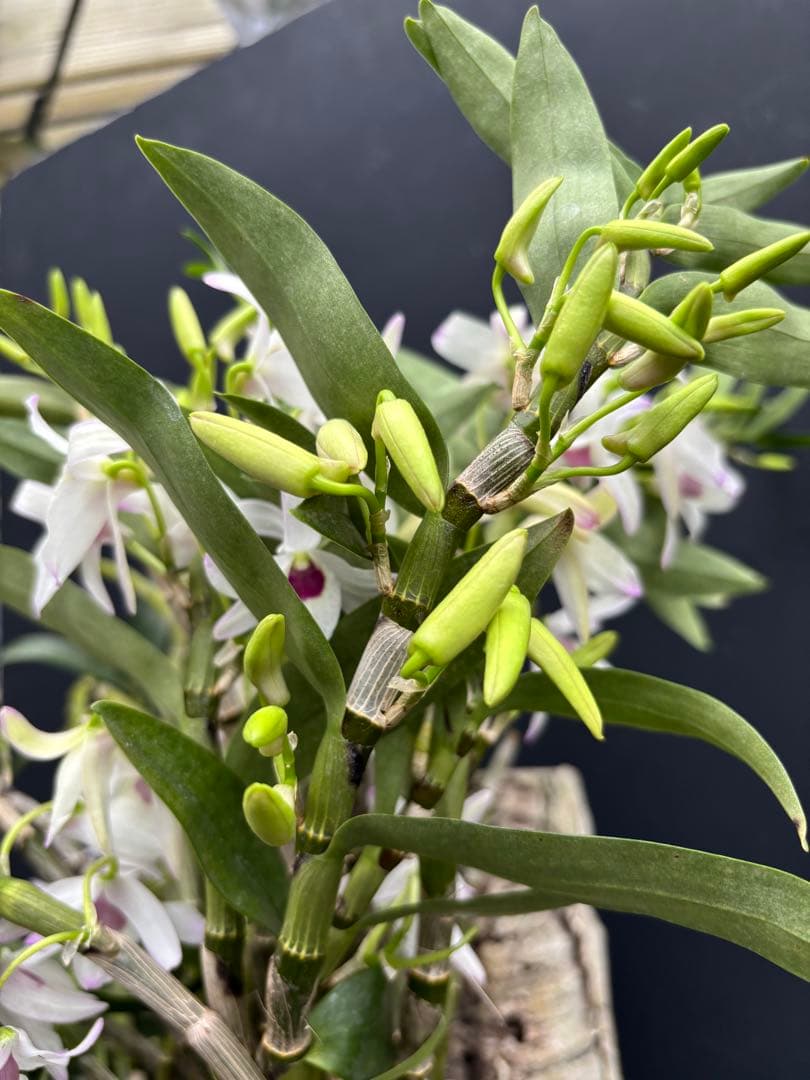 デンドロビューム　カシオープ　コルク板付け　甘い香り有り ‼️値下げ致します。