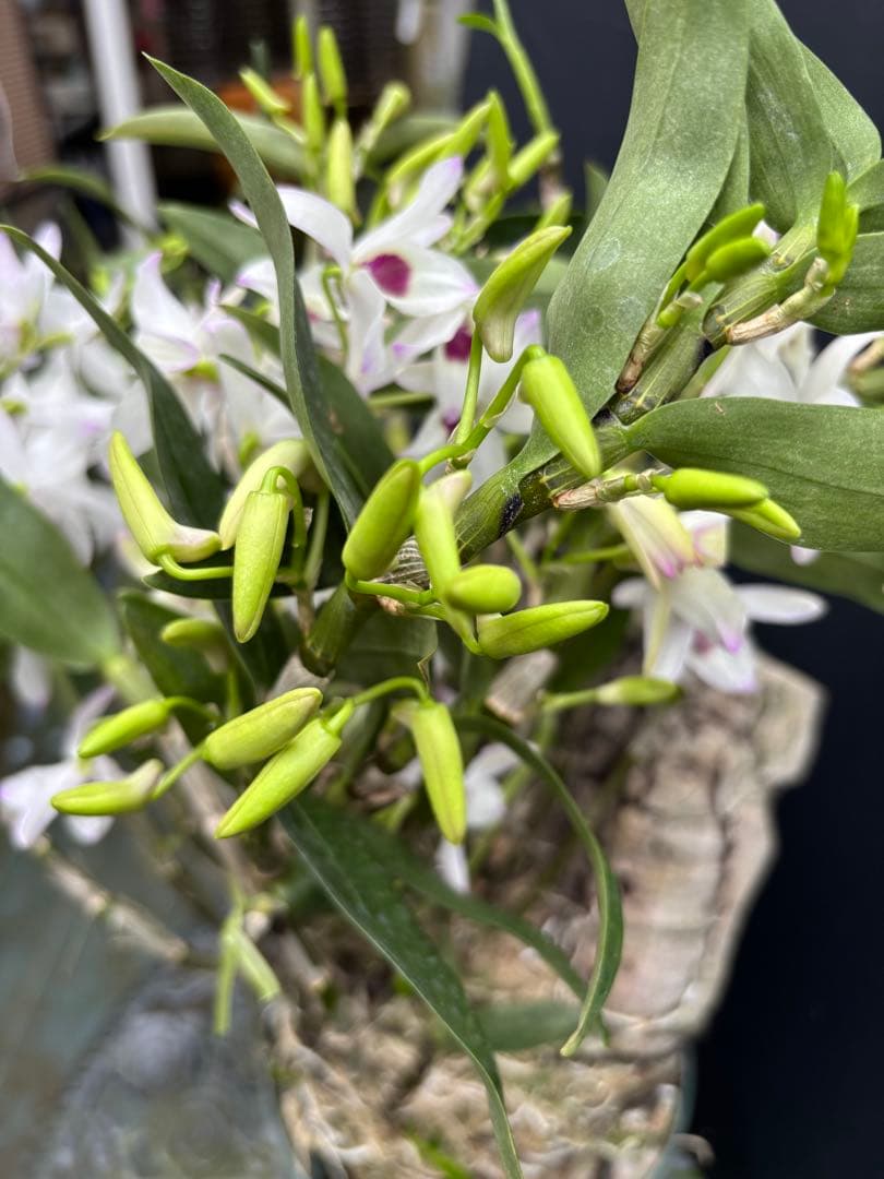 デンドロビューム　カシオープ　コルク板付け　甘い香り有り ‼️値下げ致します。