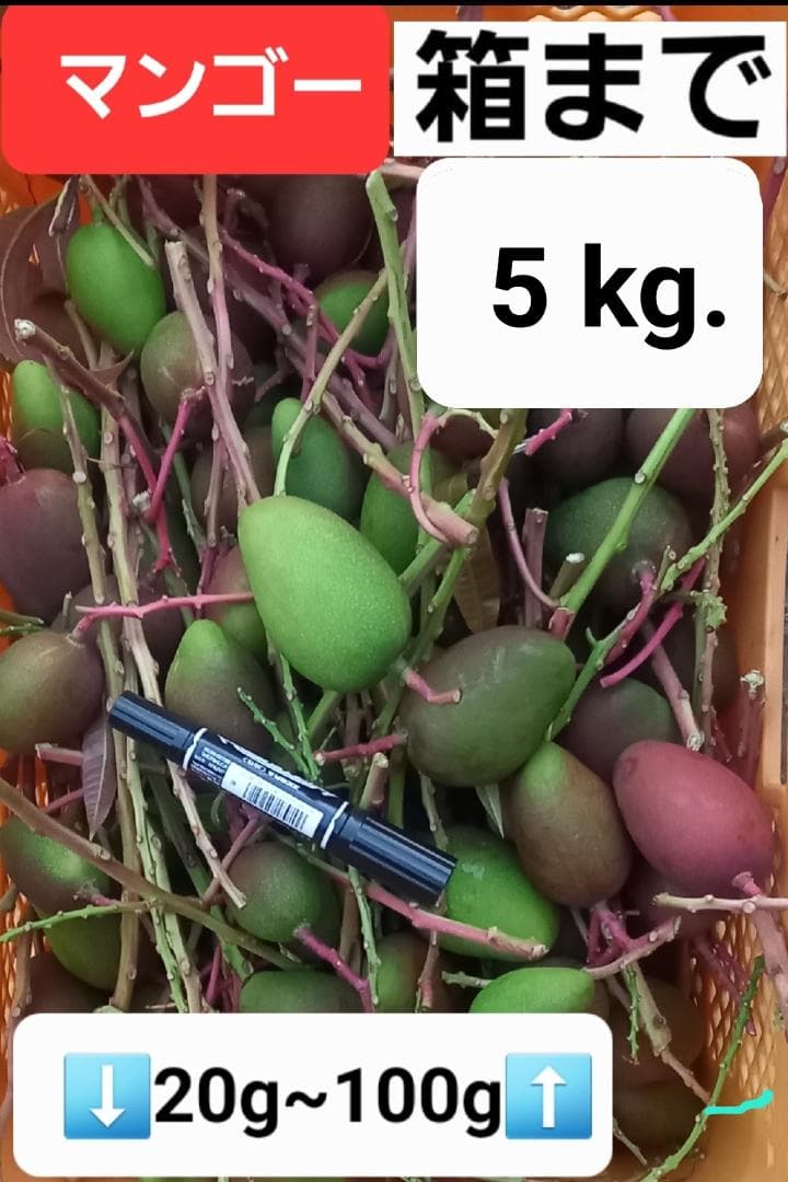 マンゴー+摘果 /5 kg including box