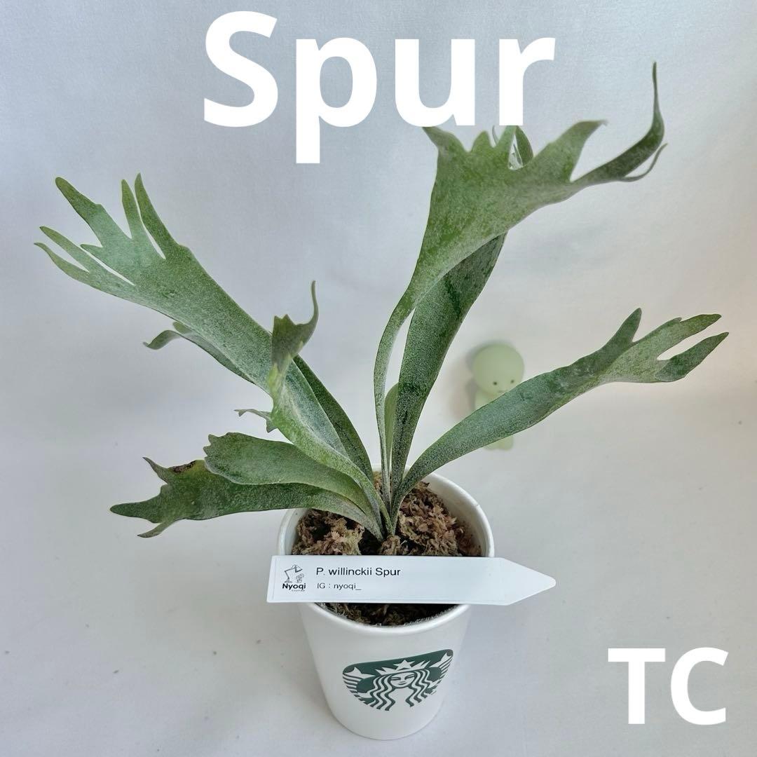 【メルカリ便】P. Willinckii Spur(TC) 【42】