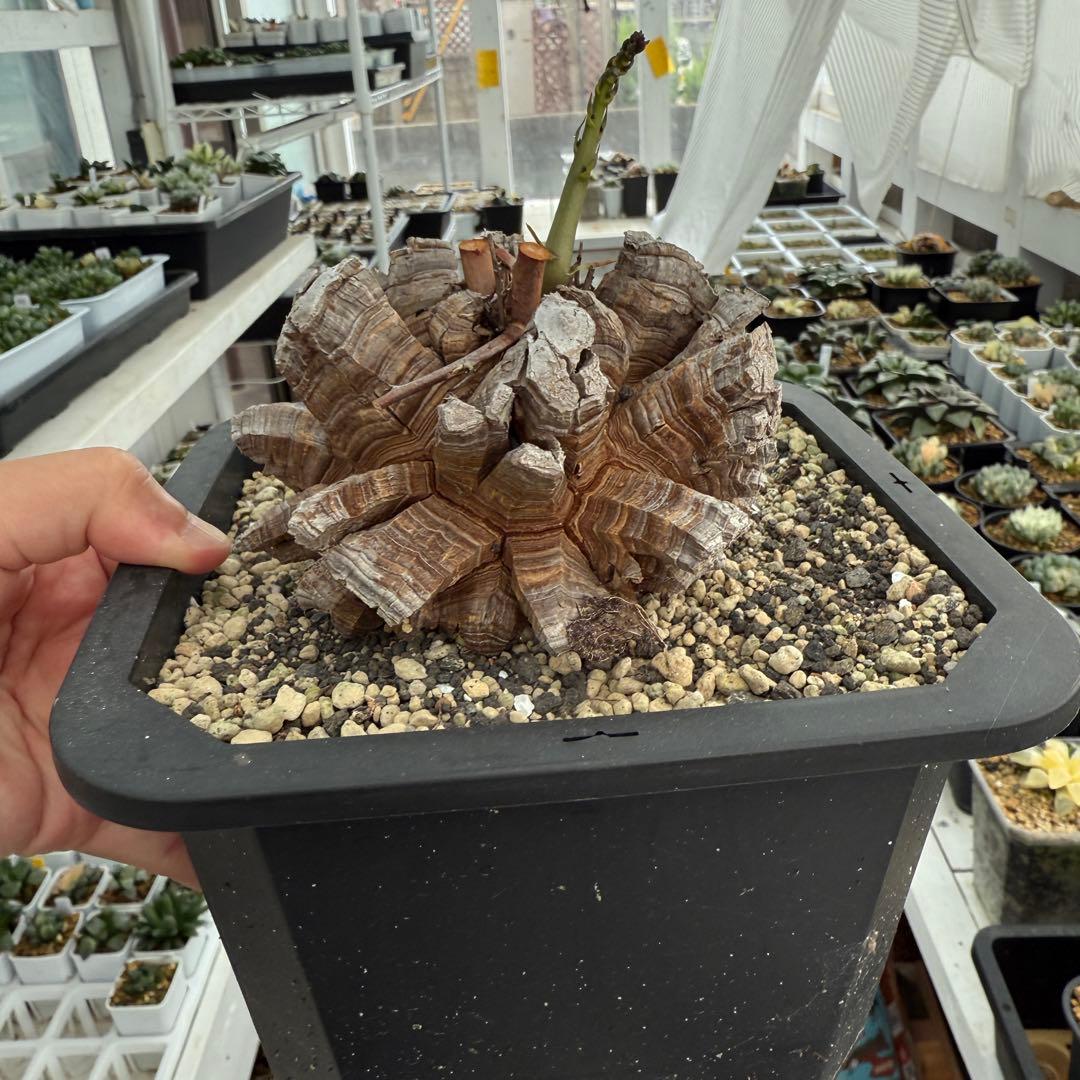 多肉植物 アフリカ亀甲竜 真丸！美株 11.5cmぐらい 宅急便鉢そのまま発送