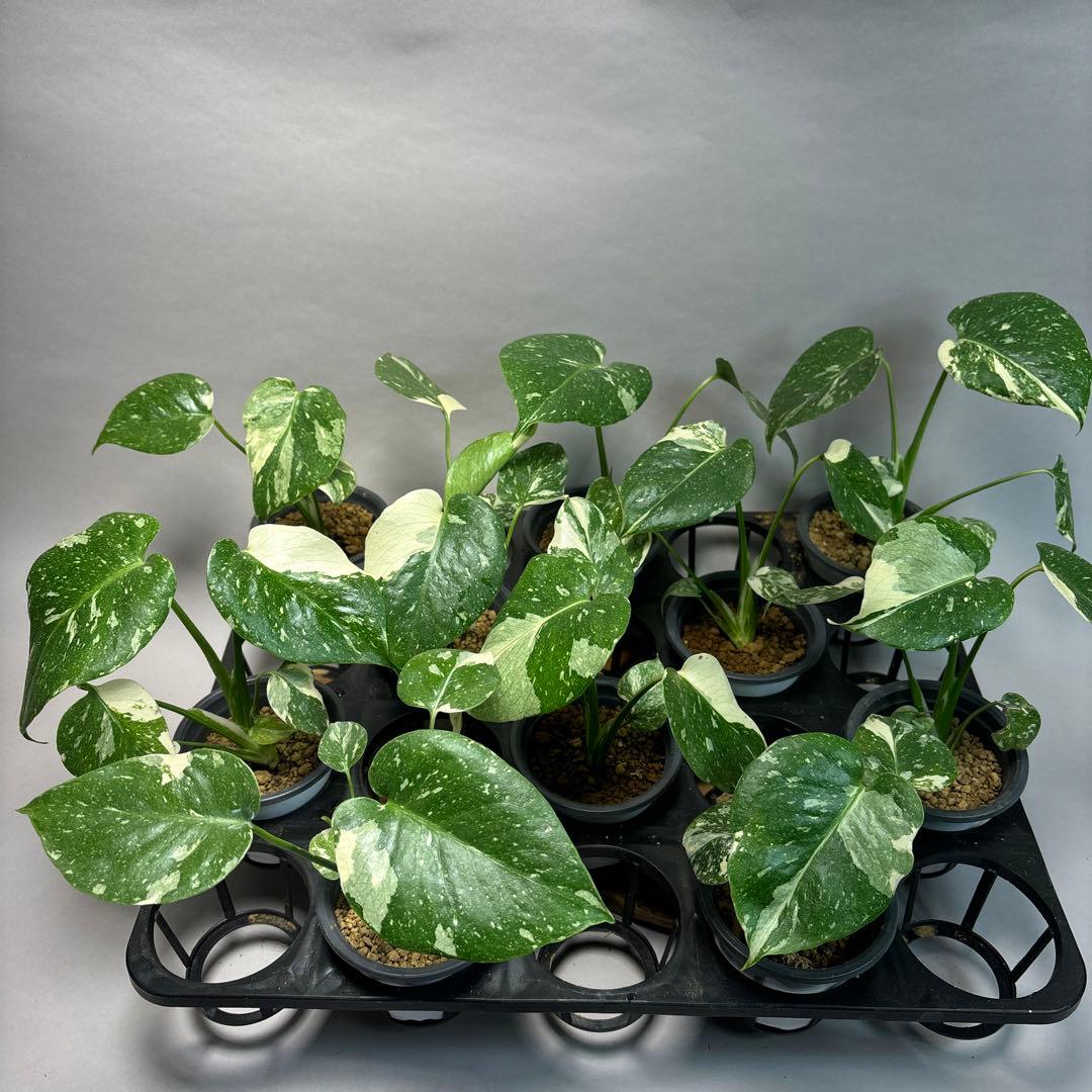 a*i様 10株セットms18【特別選抜】モンステラ・タイコンステレーション 斑