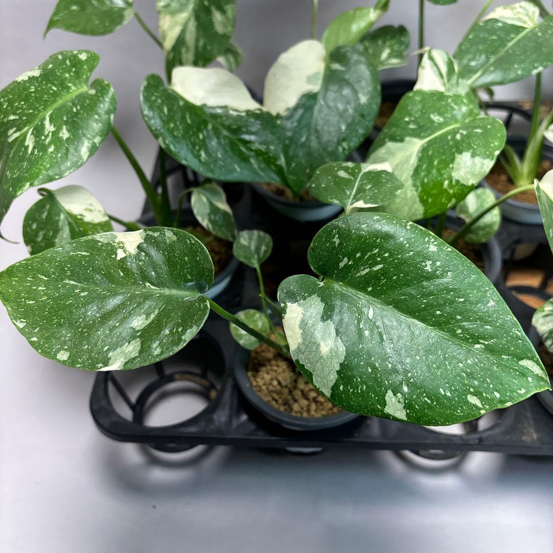 a*i様 10株セットms18【特別選抜】モンステラ・タイコンステレーション 斑