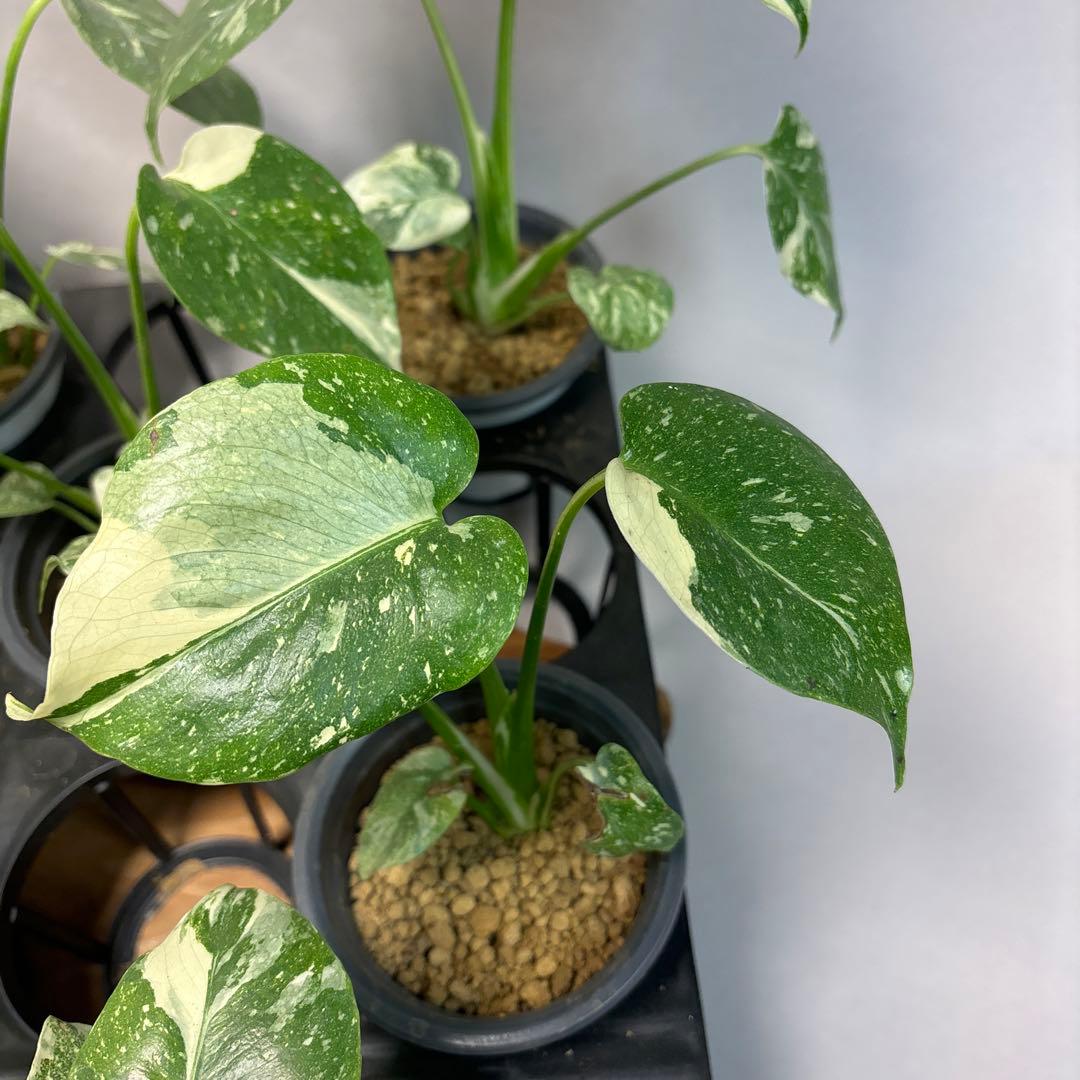 a*i様 10株セットms18【特別選抜】モンステラ・タイコンステレーション 斑