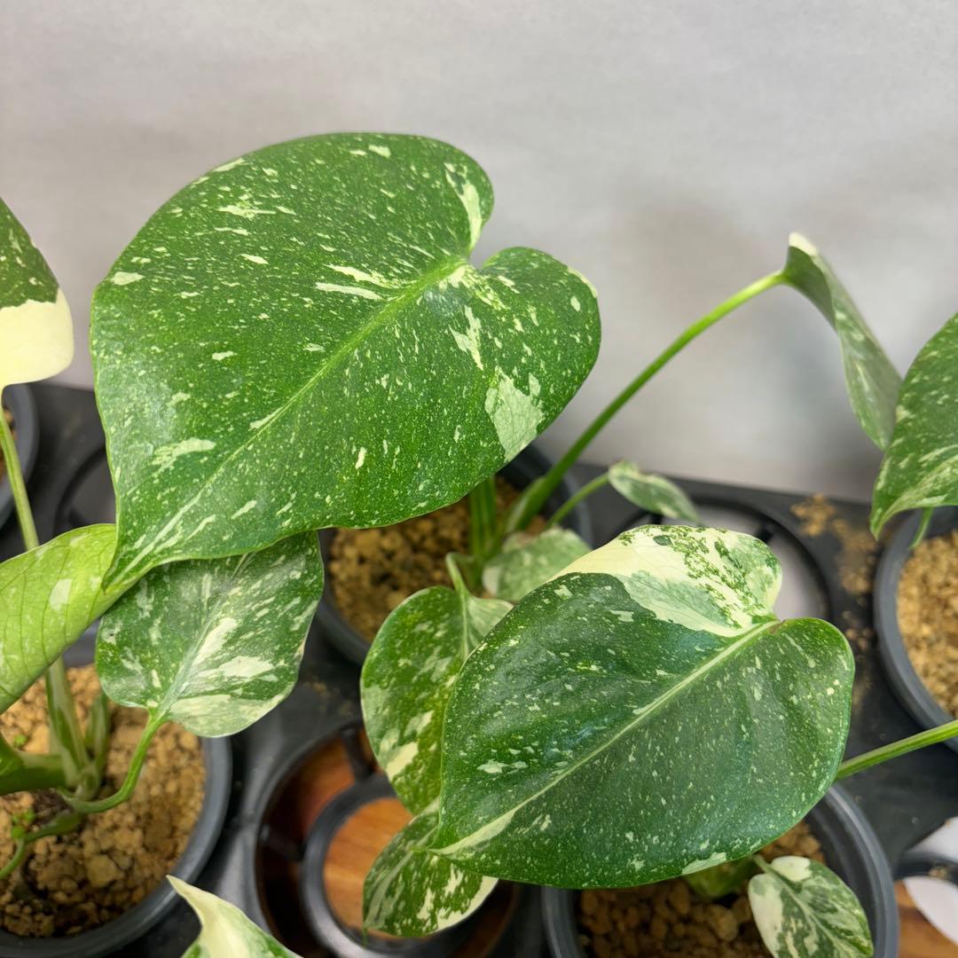 a*i様 10株セットms18【特別選抜】モンステラ・タイコンステレーション 斑
