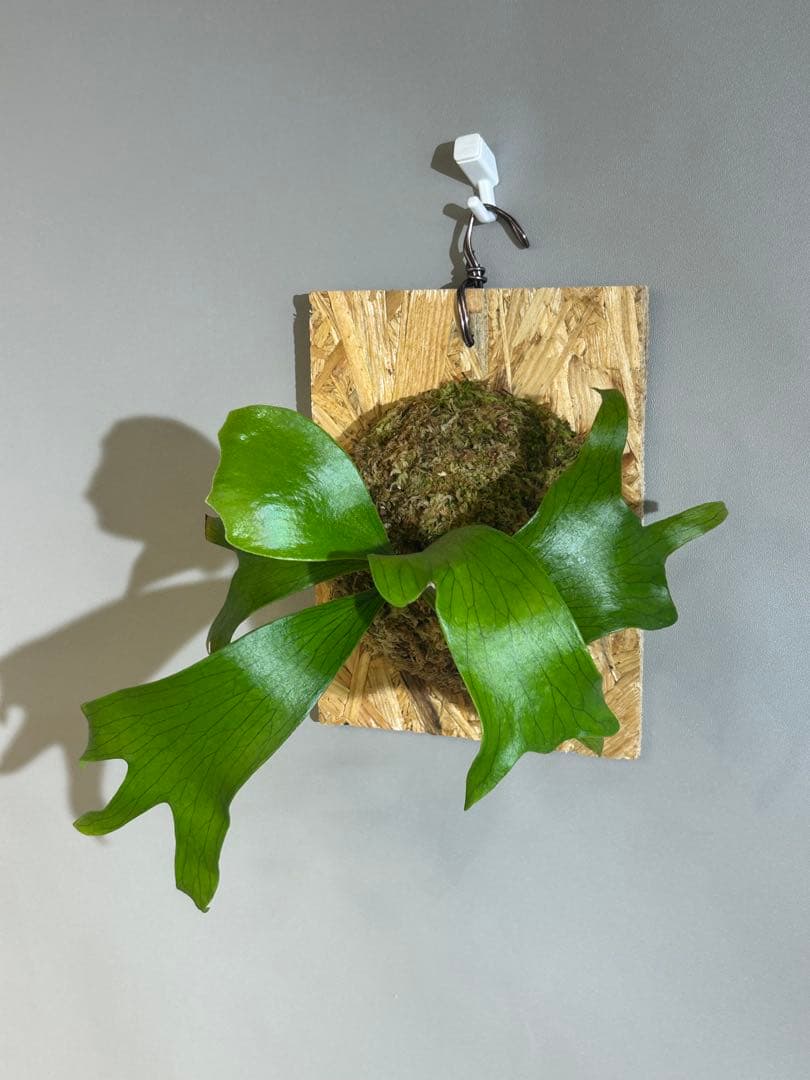 P. hillii coronarium Flamenco 【M-32】