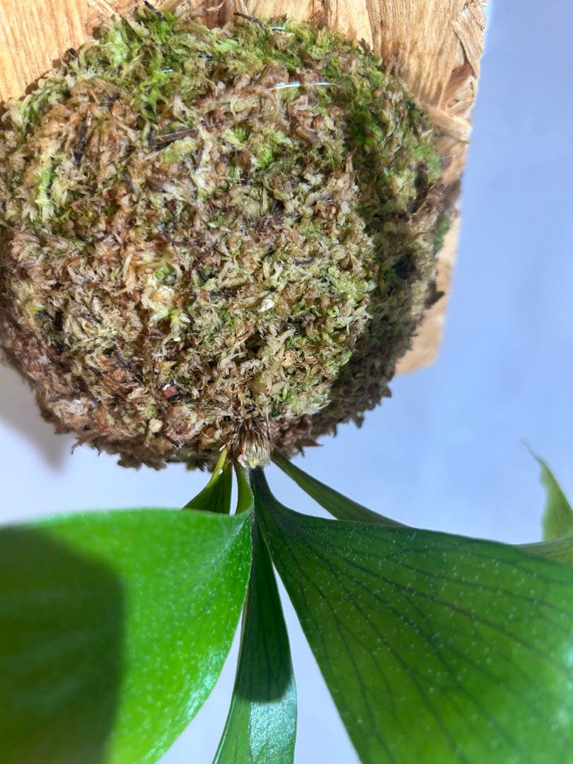 P. hillii coronarium Flamenco 【M-32】