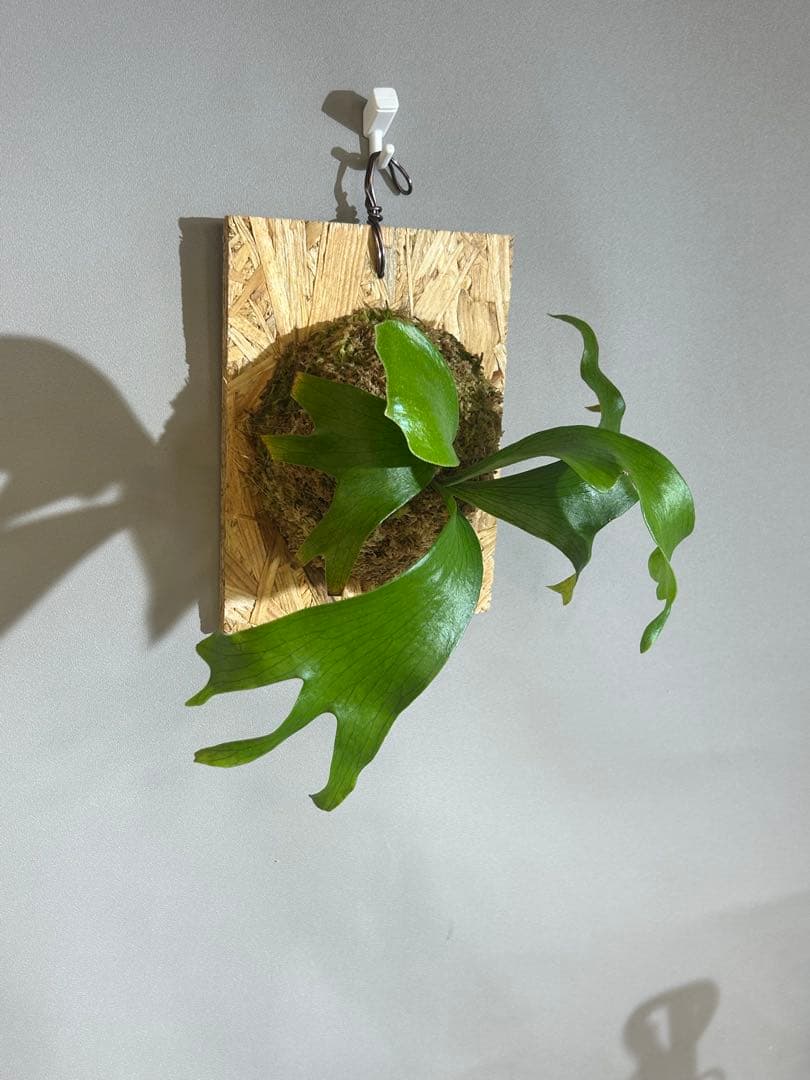 P. hillii coronarium Flamenco 【M-32】