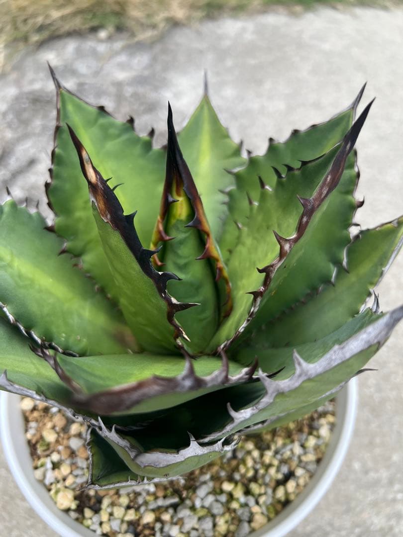 アガベ　ブラックファイヤー　極上株　外管理　発根済み