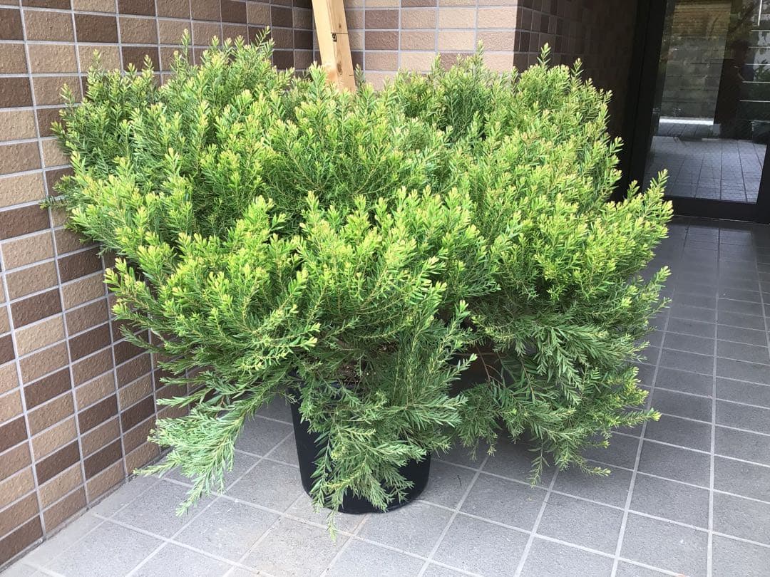 1点物で横幅100㎝花芽たくさん付いてるアカシア・テレサ12号鉢