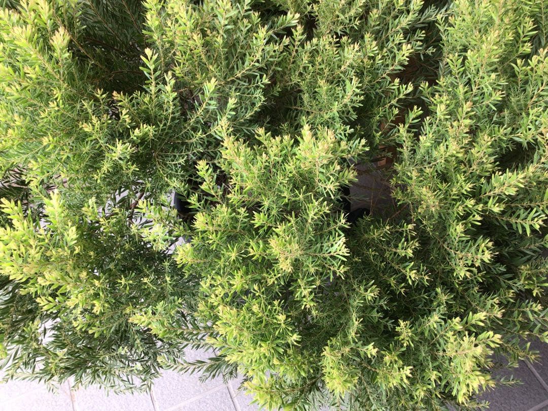 1点物で横幅100㎝花芽たくさん付いてるアカシア・テレサ12号鉢