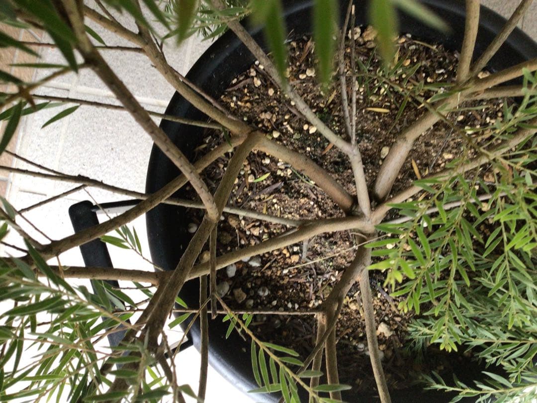 1点物で横幅100㎝花芽たくさん付いてるアカシア・テレサ12号鉢