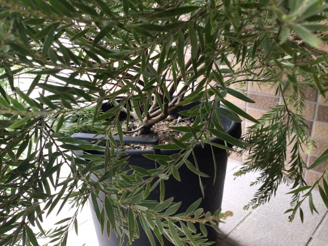 1点物で横幅100㎝花芽たくさん付いてるアカシア・テレサ12号鉢