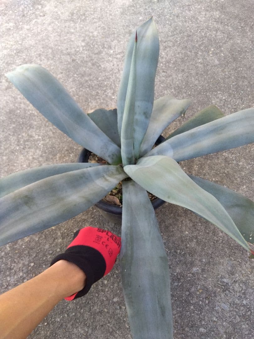 アガベ　ウェベリー　大株80センチ❗耐寒強❗