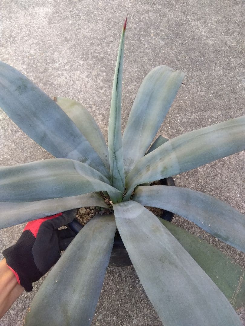 アガベ　ウェベリー　大株80センチ❗耐寒強❗