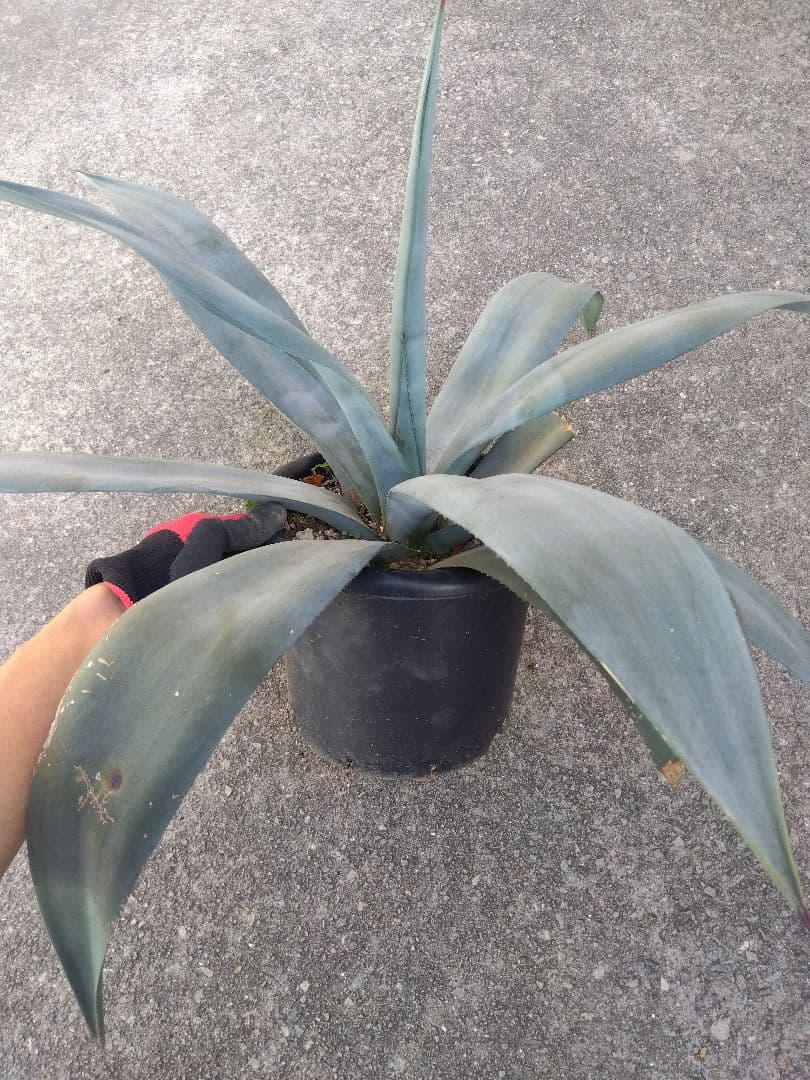 アガベ　ウェベリー　大株80センチ❗耐寒強❗